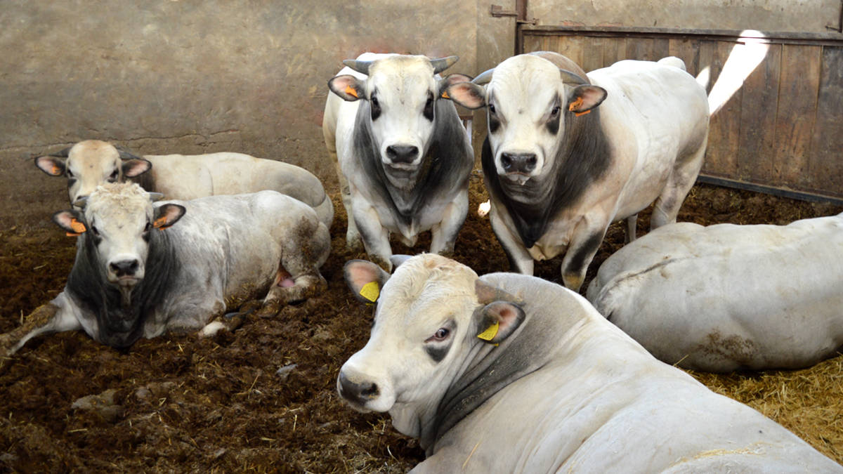 Allevamento vitellone piemontese